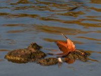 Leaf.jpg