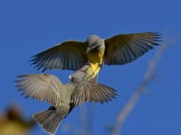Kingbird.jpg