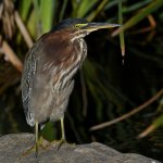 GreenHeron2.jpg