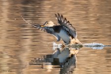 GadwallLanding-203.jpg