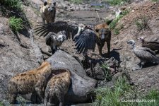 scavengers exposuretours photo safari.JPG