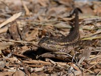 Lizard3.jpg