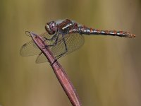 DragonFly3.jpg