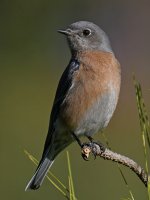 Bluebird8.jpg