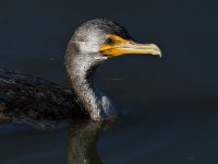 Cormorant.jpg