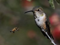 HummerBee2.jpg