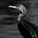 CormorantBW.jpg