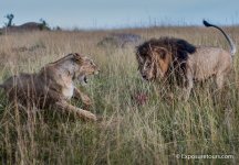 fight club lions photosafari.jpg