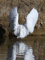 Egret.jpg