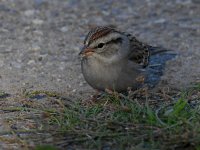 Sparrow.jpg