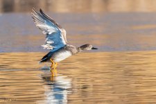 GadwallTakeoff-200.jpg