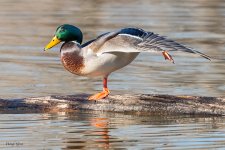 MallardYoga-200.jpg
