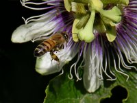 Bee3.jpg