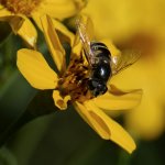 Hoverfly2.jpg