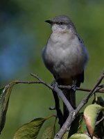 Mockingbird3.jpg