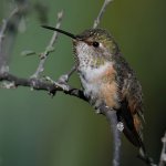 Hummer4.jpg