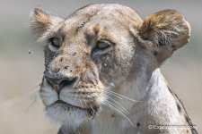 lioness flies photosafari exposuretours.JPG