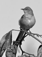 MockingbirdBW.jpg