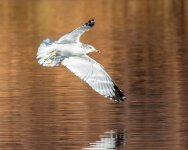 GullOverWater-200.jpg