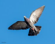 Pigeon-200.jpg