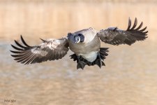 GooseLanding-200.jpg