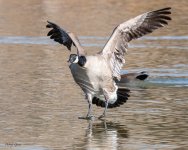 GooseLanding-203.jpg