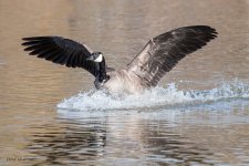 GooseLanding-204.jpg