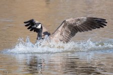 GooseLanding-205.jpg