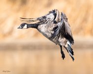 GooseLanding-210.jpg