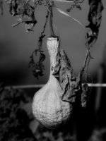 GourdBW.jpg