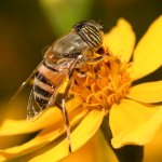 GoldenBee6.jpg