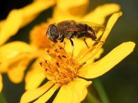 Hoverfly2.jpg
