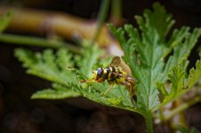 _NZ81178-NEF_DxO_DeepPRIMEXD_DxO_DxO.jpg