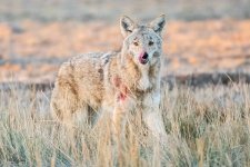 Coyote-210.jpg