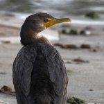 Cormorant.jpg