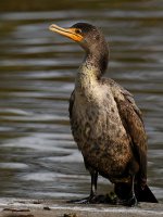 Cormorant7.jpg