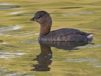 Grebe.jpg