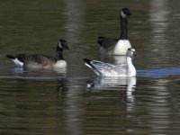 SnowGoose6.jpg