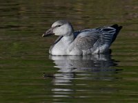 SnowGoose10.jpg
