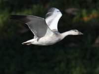 SnowGoose.jpg