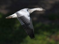 SnowGoose3.jpg