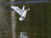 SnowGoose5.jpg