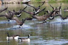 Geese.jpg