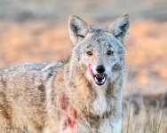 CoyoteTeeth-210.jpg