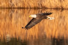 EagleFlight-210.jpg