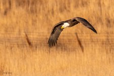 EagleFlight-211.jpg