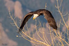 EagleFlight-212.jpg