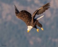 EagleFlight-213.jpg