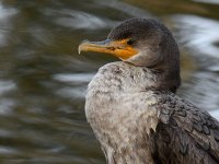 Cormorant7.jpg