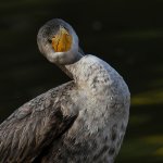 Cormorant14.jpg